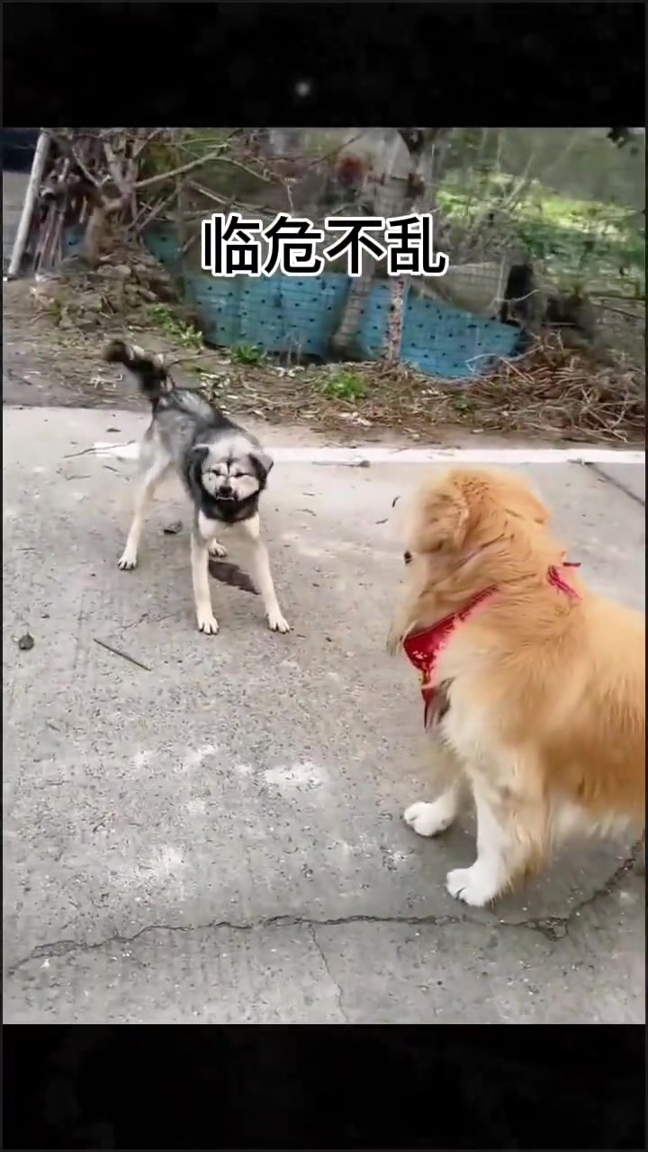 不管咋说也是巡回猎犬不能丢了气