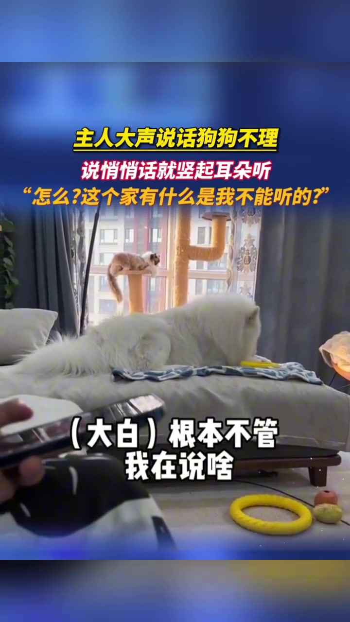 狗狗：你可以吼我但不能蛐蛐我