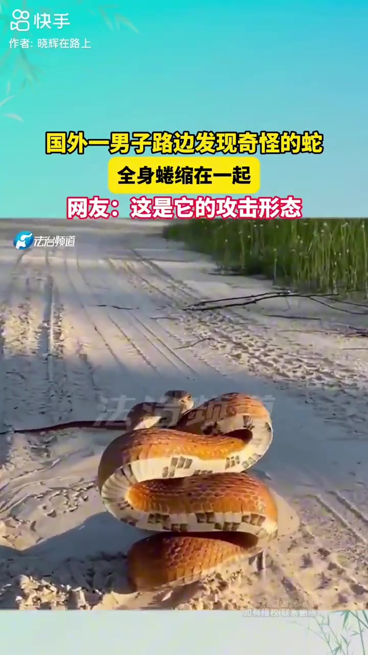 男子发现奇怪的蛇，全身蜷缩在一起