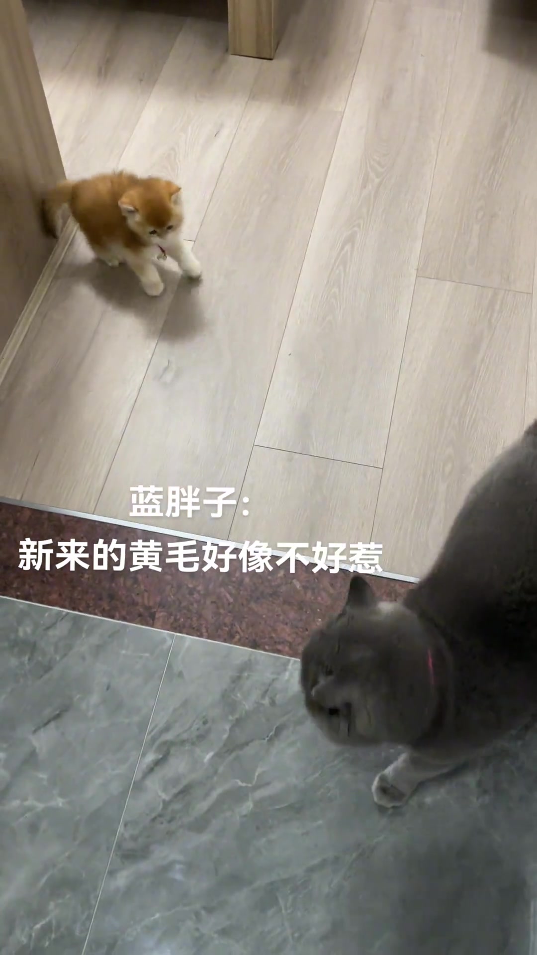 挺大个坨子真丢人