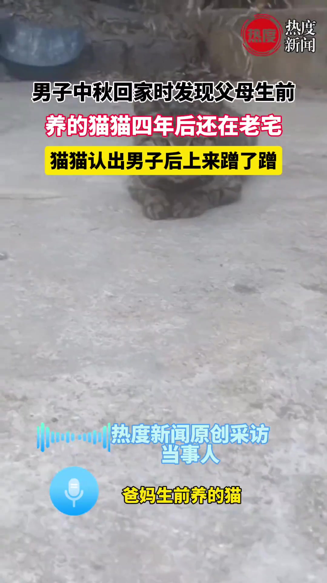 男子中秋回家时发现父母生前，养的猫猫四年后还在老宅