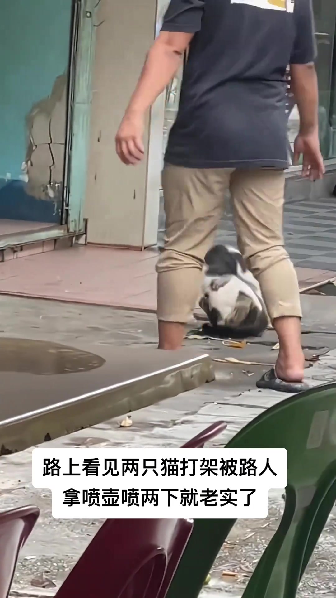 猫：两脚兽别管
