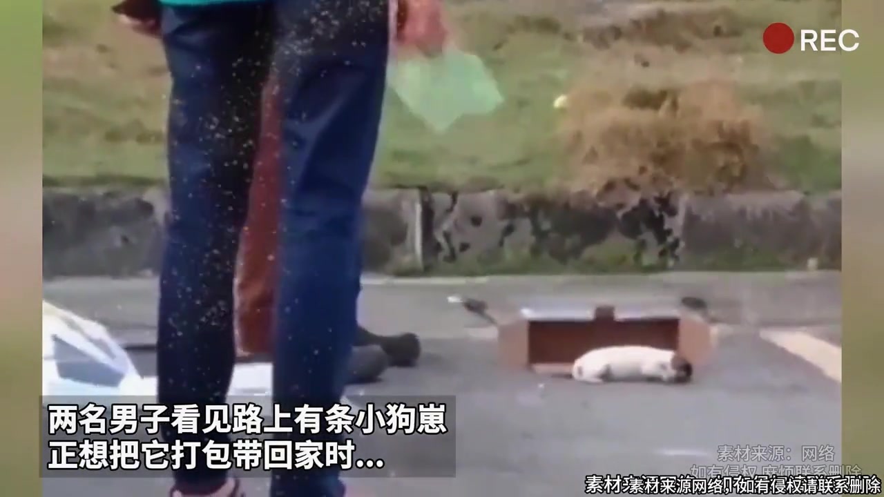 大黄，我说不养了吗