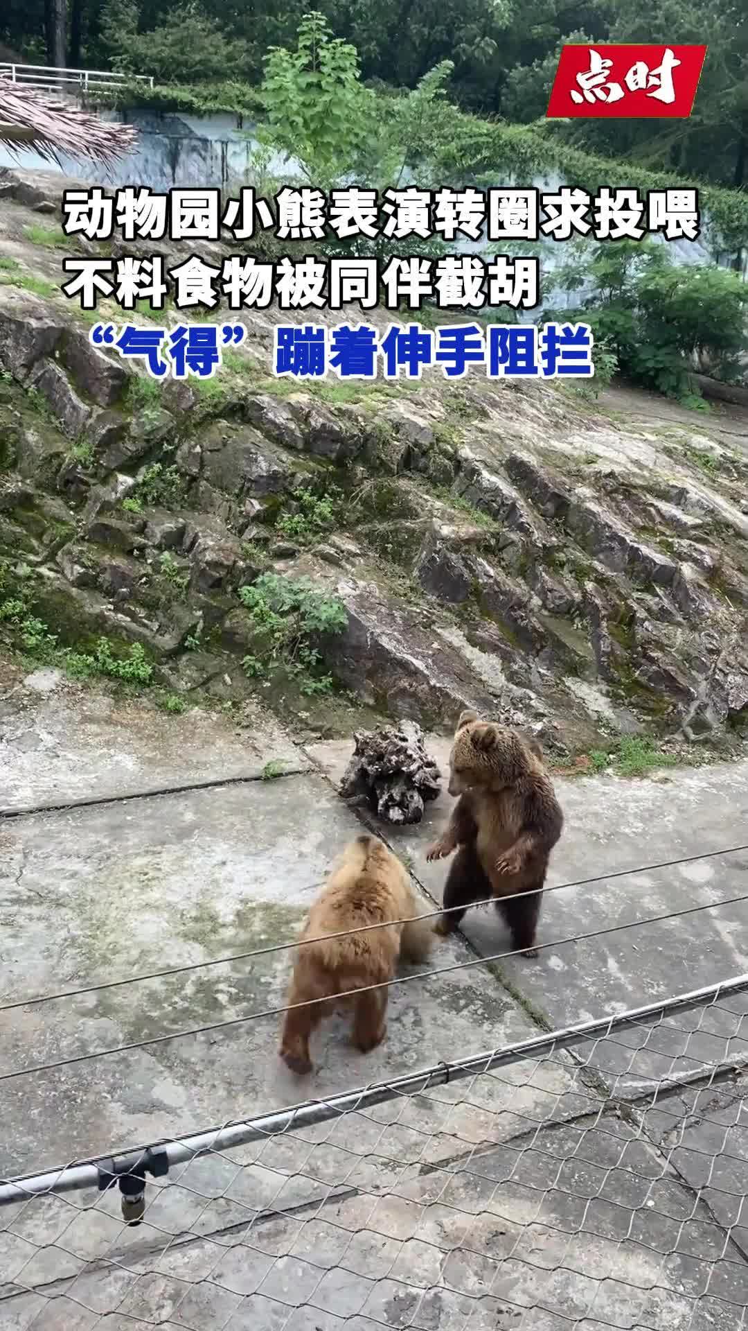 熊卖力表演求投喂转头就同事截胡，熊：哥们转圈了吗你就吃