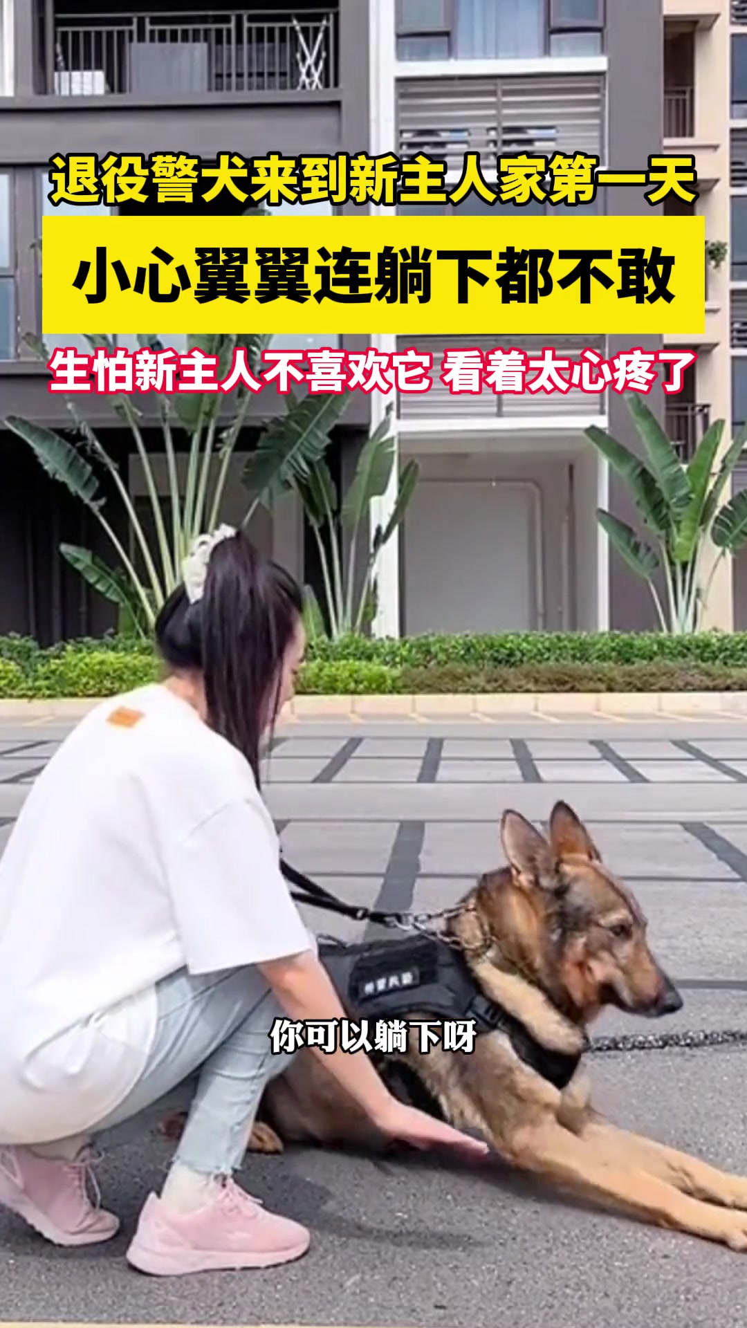 退役警犬来到新主人家第一天，小心翼翼连躺下都不敢
