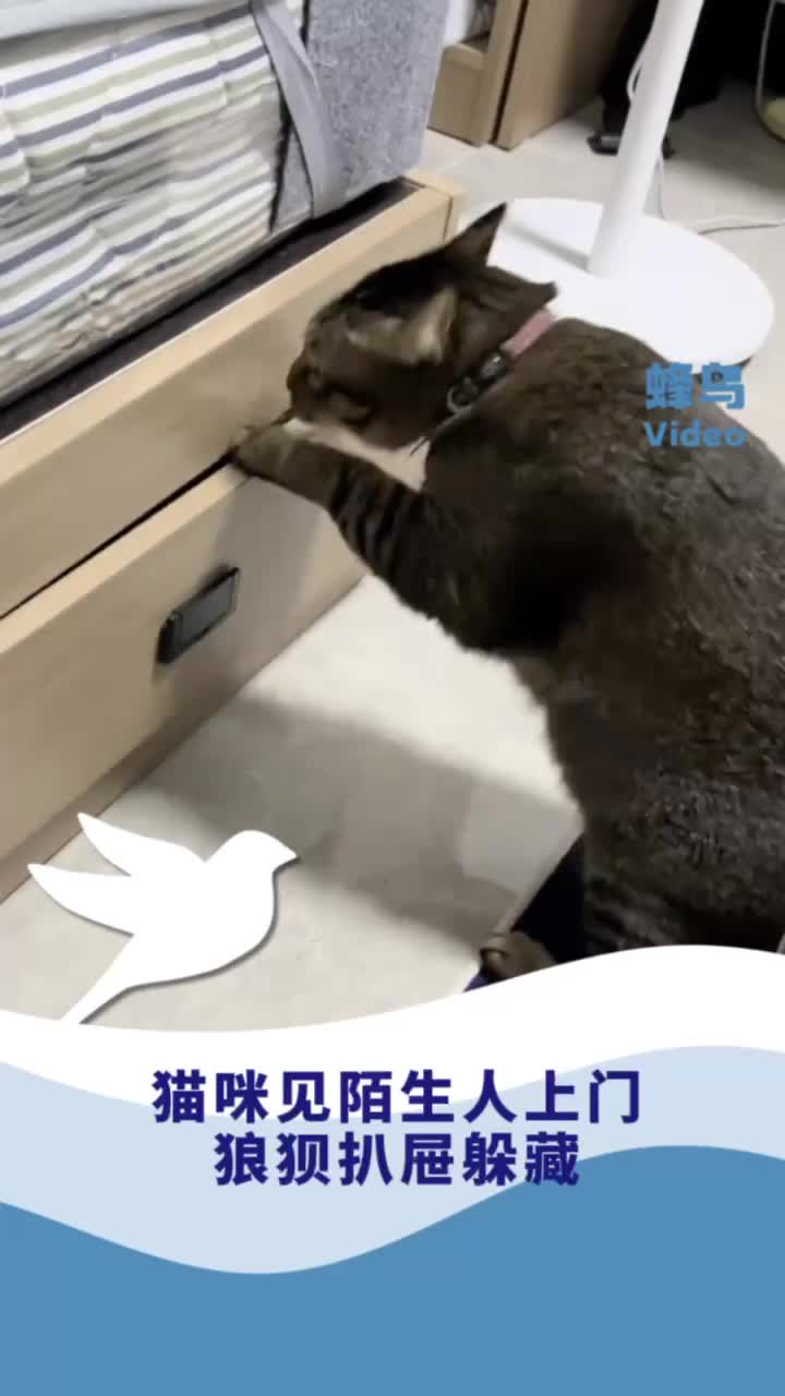 猫咪见陌生人上门狼狈扒屉躲藏，还能把抽屉合上！