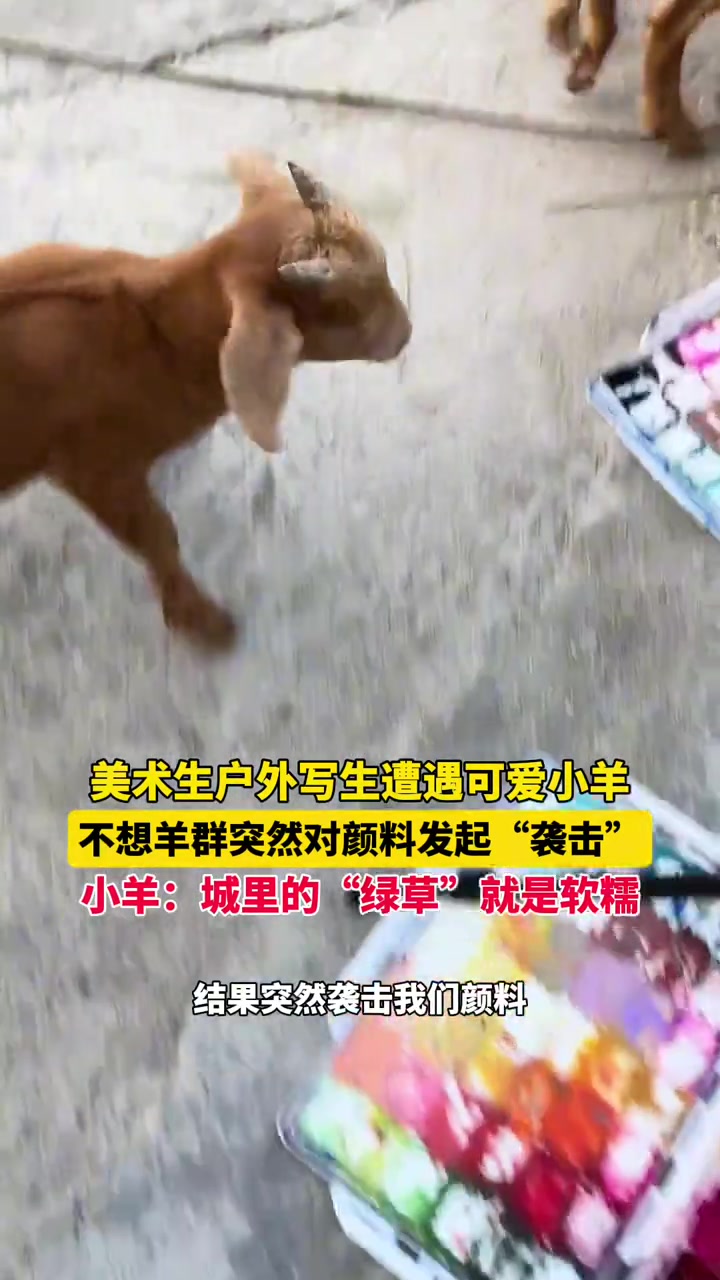 户外写生遭遇可爱小羊，不想羊群突然对颜料发起“袭击”
