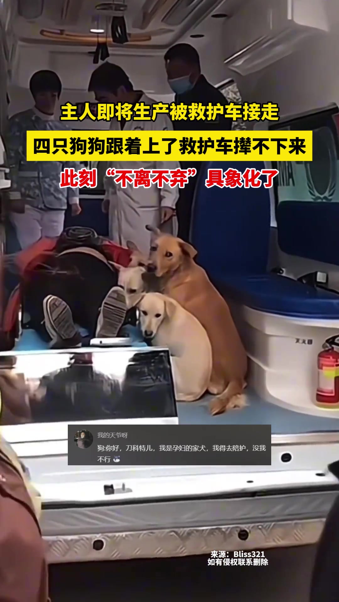 主人即将生产被救护车接走，四只狗狗不离不弃紧跟着！
