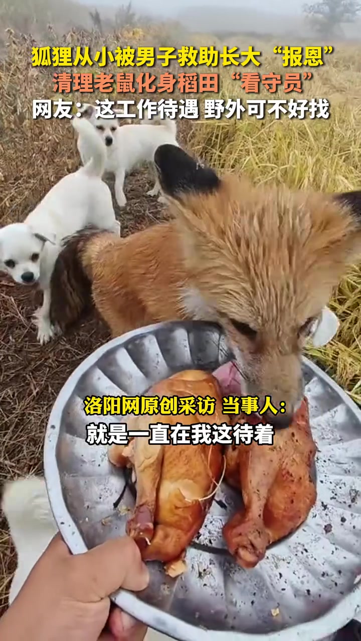 狐狸被男子救助后化身“护林员”
