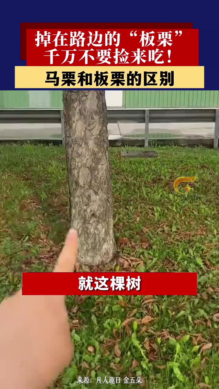 一流学生捡了一袋“板栗”刚发到网上发现高兴早了
