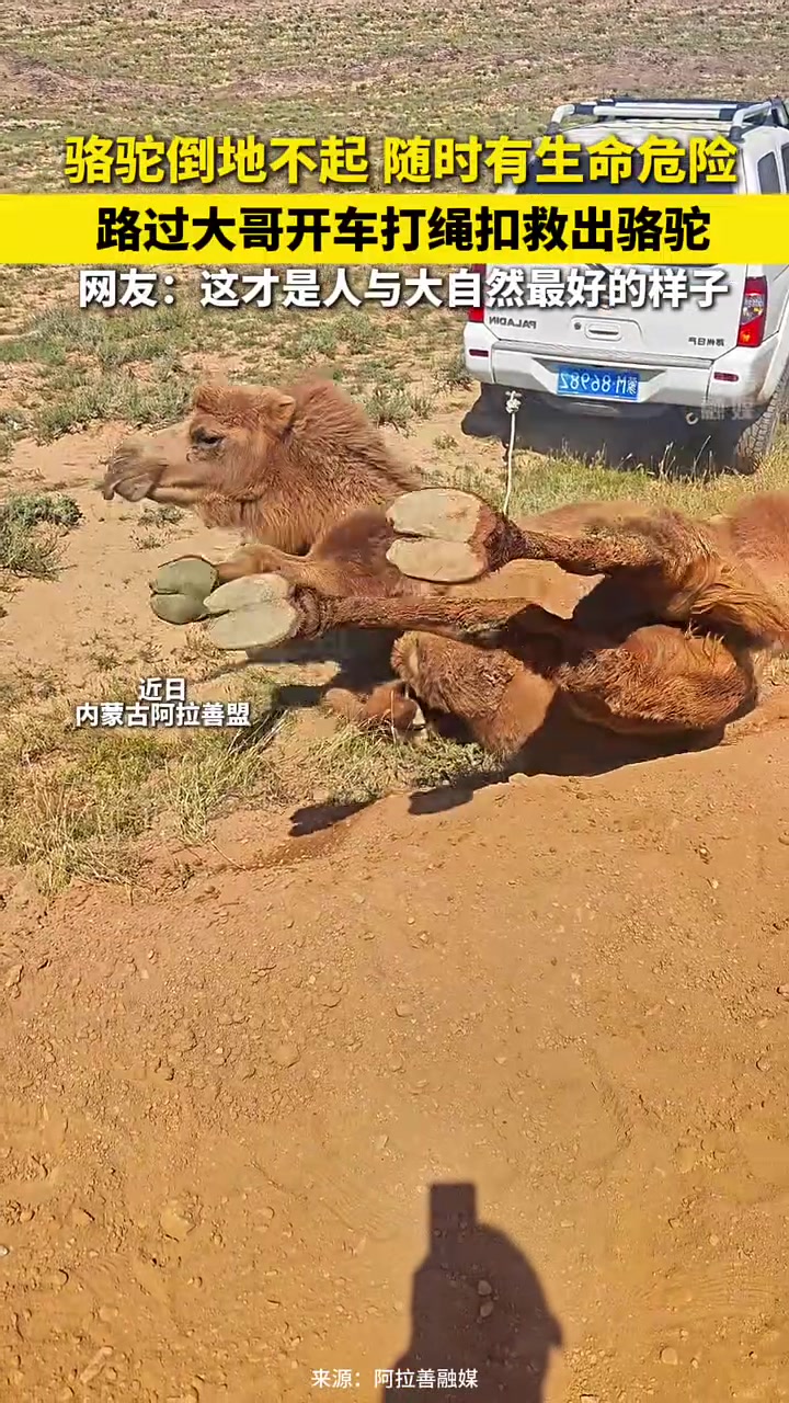 骆驼倒地不起，大哥开车拉绳拉起