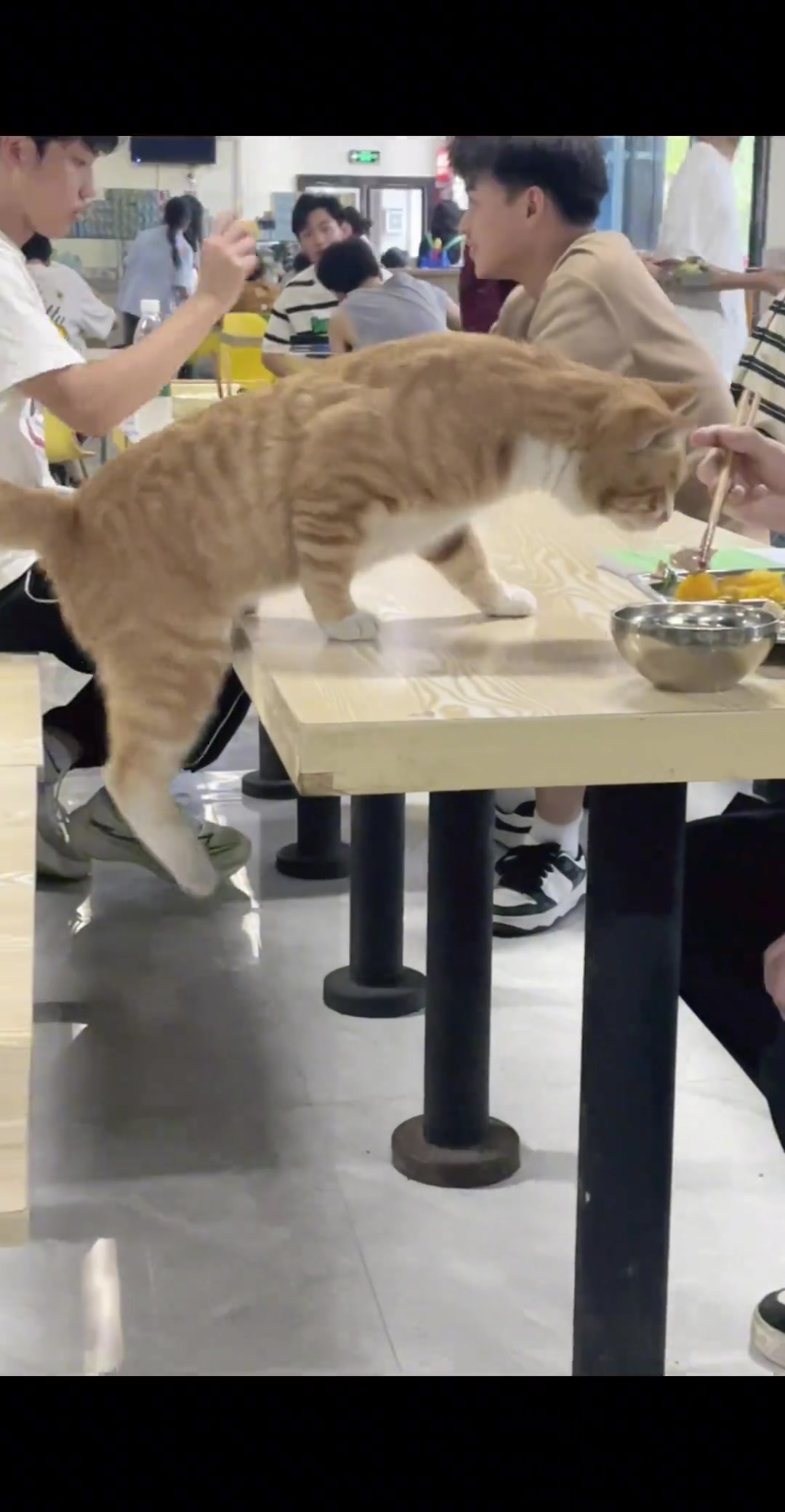 他没有嫌弃，而是用筷子喂小猫