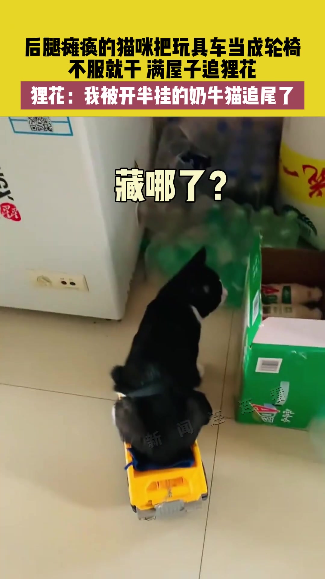 狸花猫被开半挂的奶牛猫追尾，狸花：我让大卡车创了