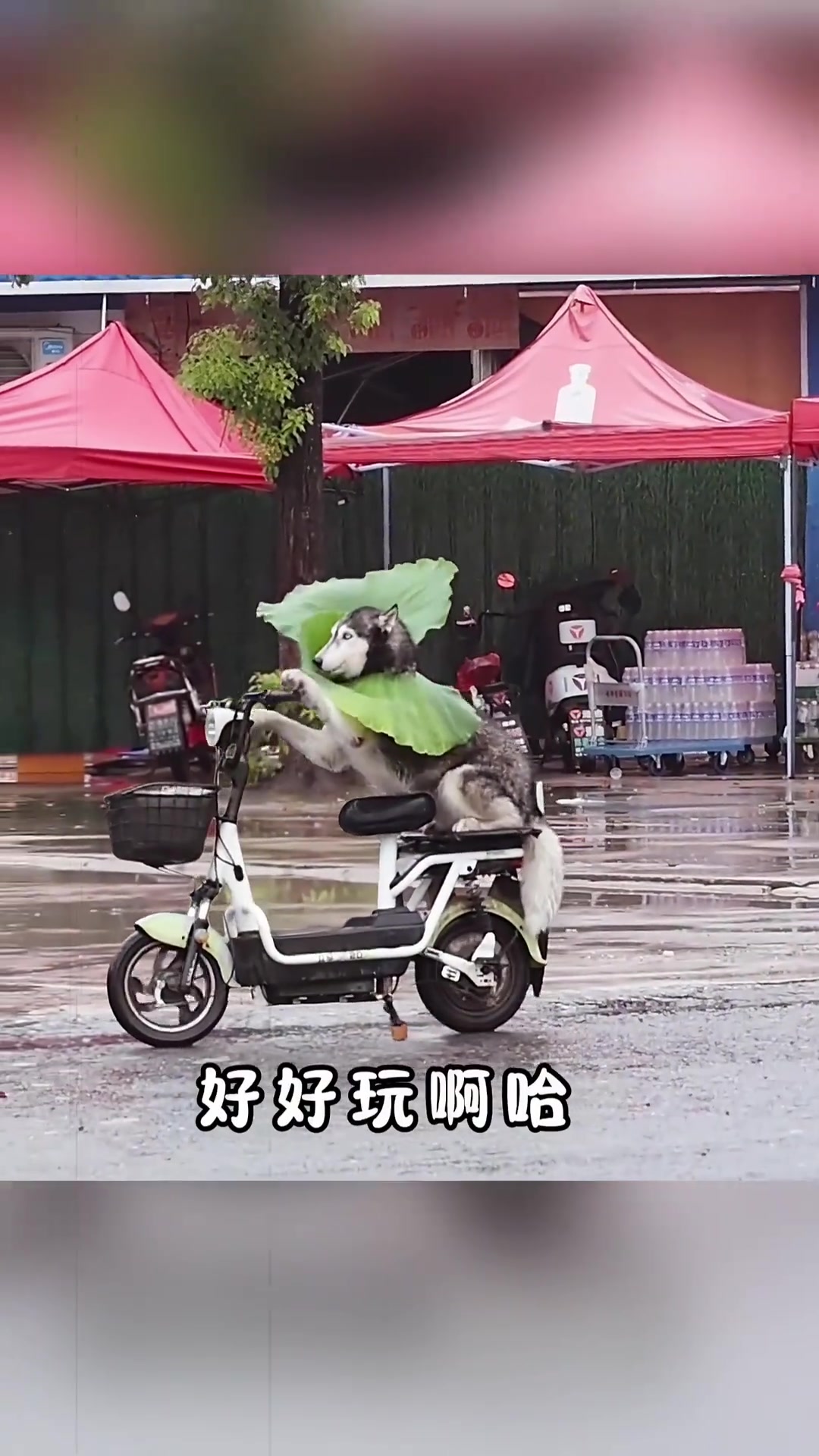 二哈骑车刷马路见过吗好city