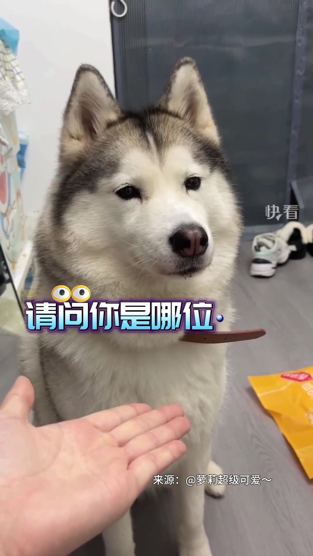 狗子饭前饭后判若两狗