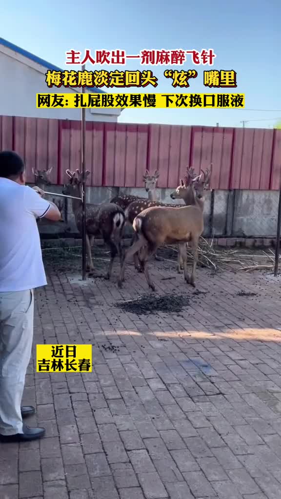 主人吹出一剂麻醉飞针梅花鹿淡定回头“炫”嘴里