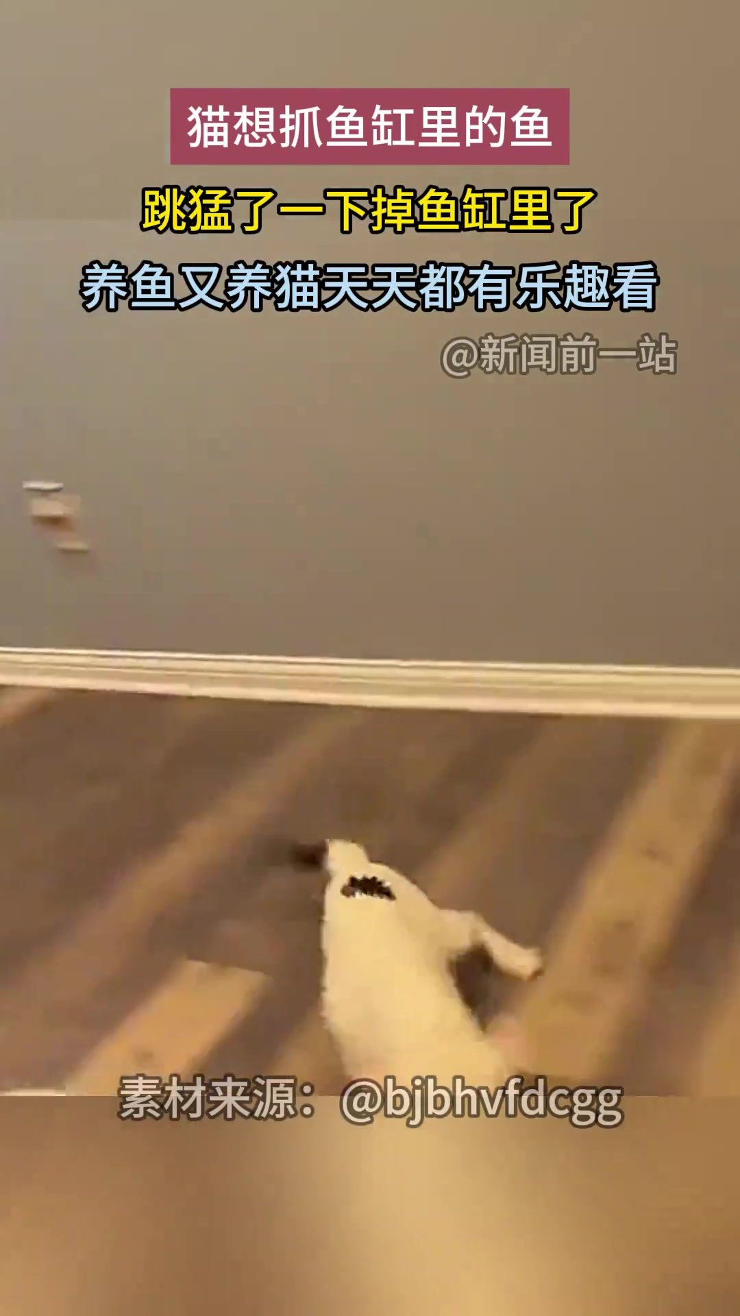 猫想抓鱼缸里的鱼，跳猛了一下掉鱼缸里了