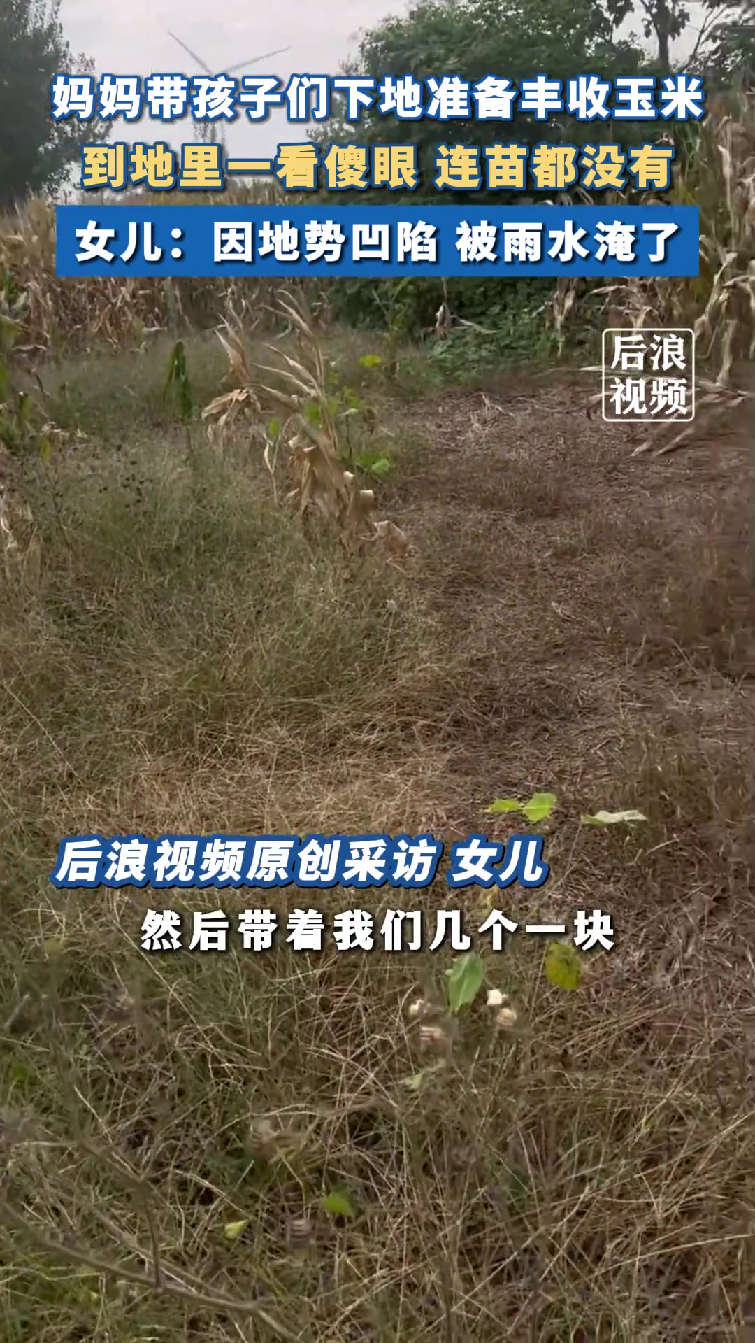 女子下地收玉米傻眼发现苗都没有！