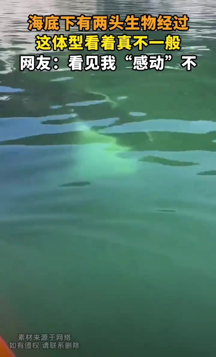 海底下两头生物经过，这体型看着真不一般