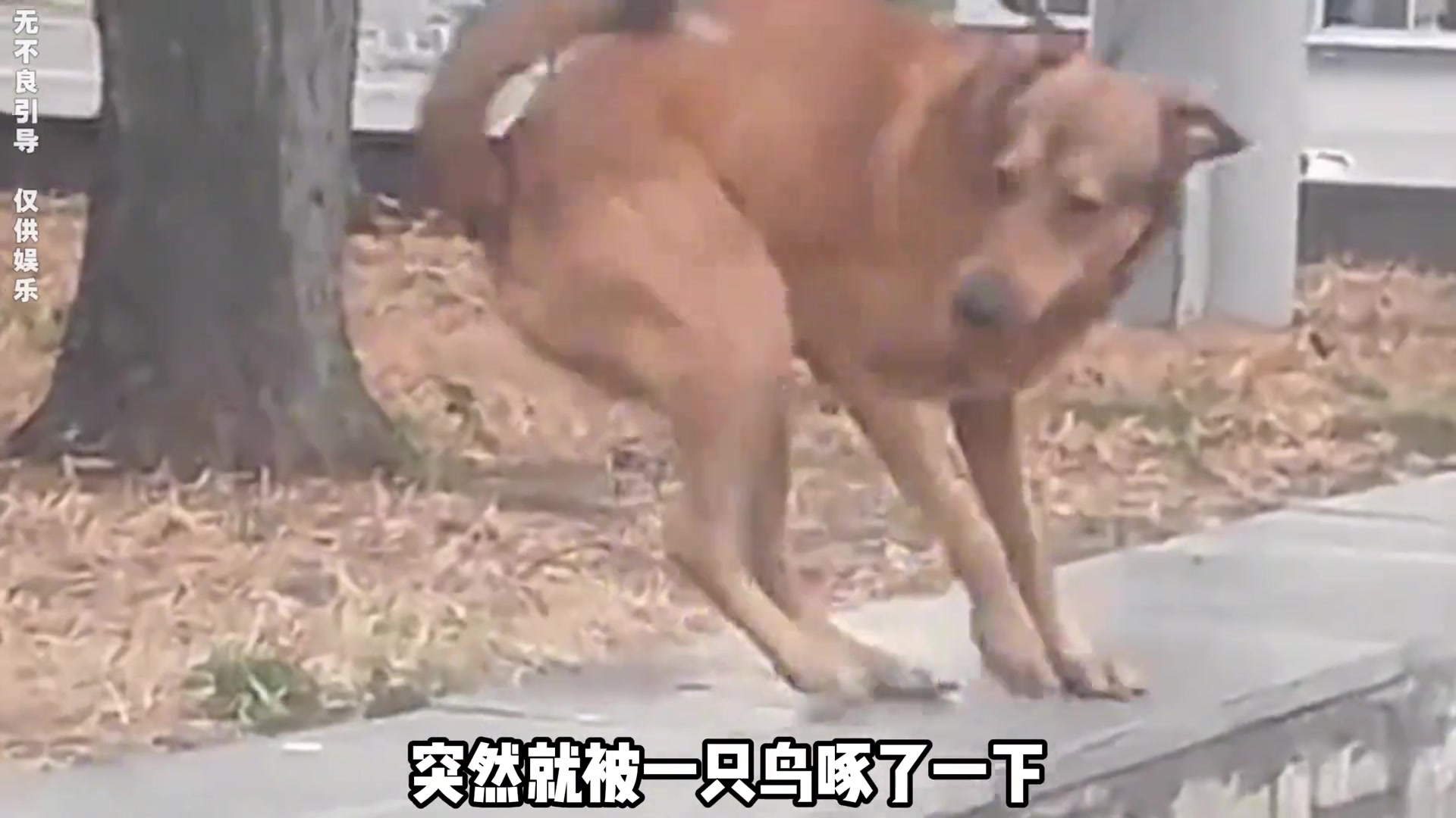 这鸟太会整活了，第一次看到鸟这么尴尬的样子