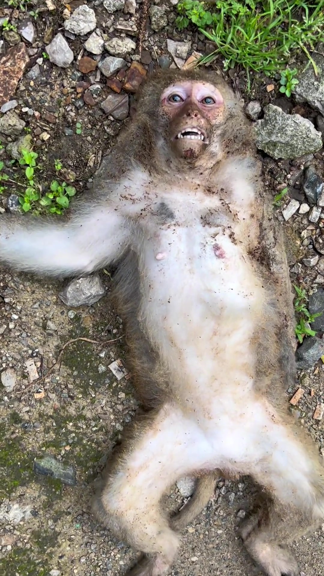 被高压电炸死网友登山听见巨响发现一具猴尸体！