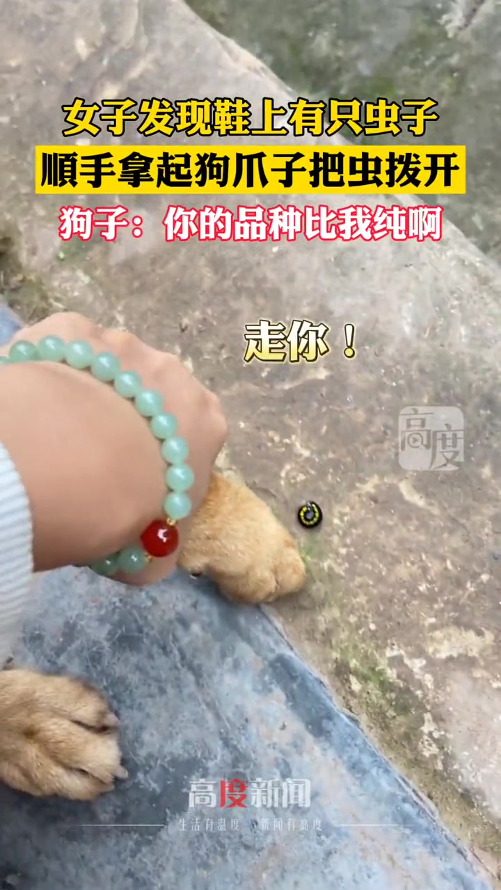 论血统，你的品种比我纯啊！
