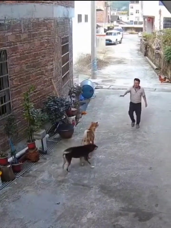 男子惨被撕咬！狗都不摇尾巴就不要去惹他了！