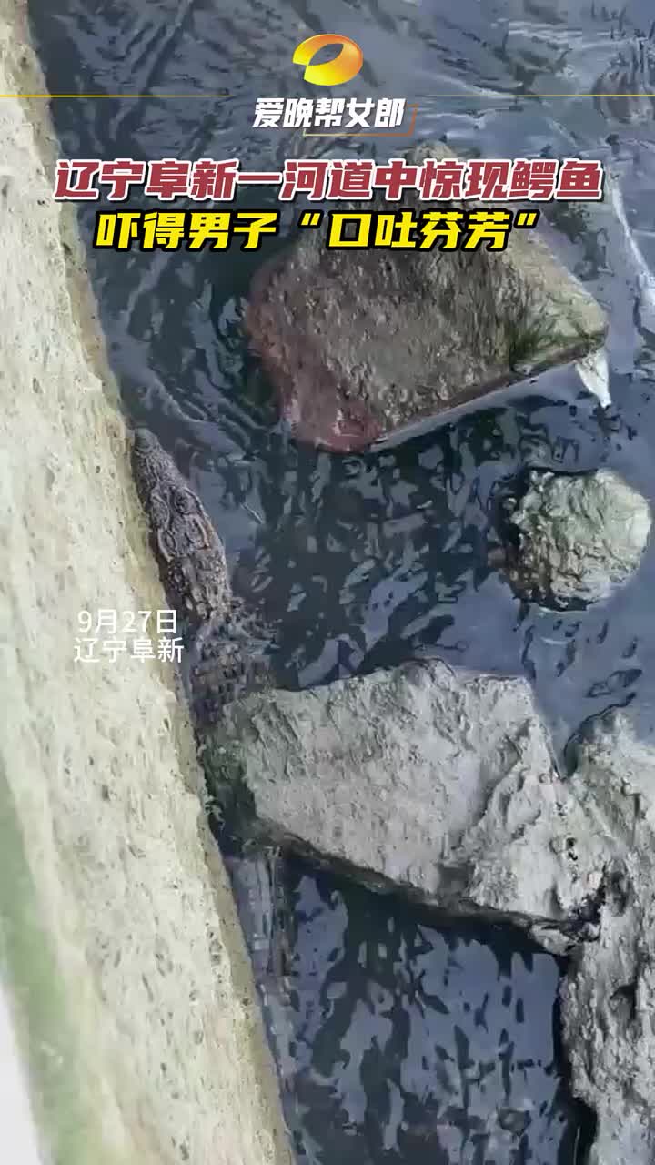 阜新一河道中惊现鳄鱼吓得男子“口吐芬芳”