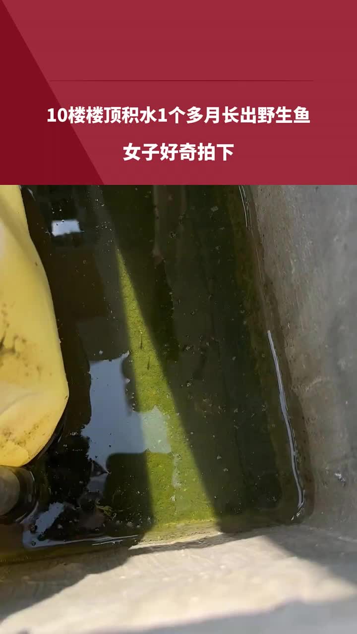 10楼楼顶积水1个多月长出野生鱼，这是怎么来的