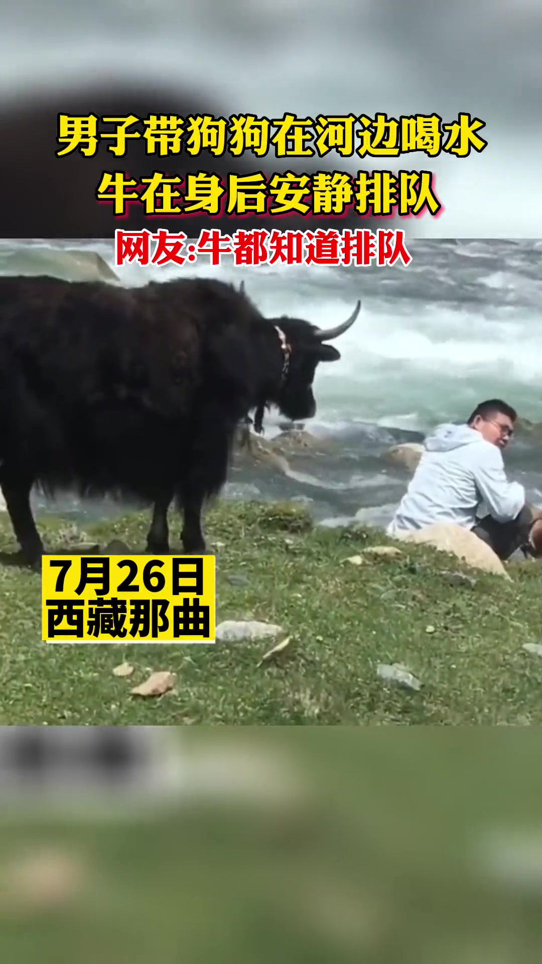 连牛都知道排队！不比插队的人素质好上一百倍！