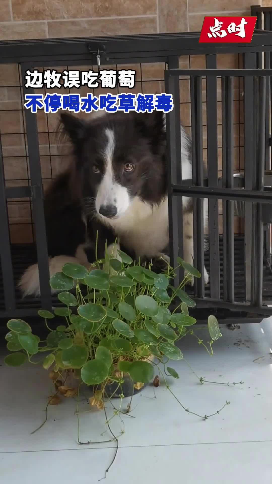 呦！还养了一个医学博士啊！