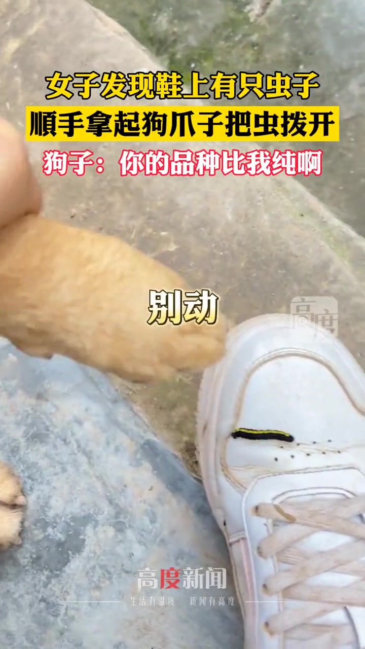 好家伙纯种的血统遇上了纯种的外表，这怎么评