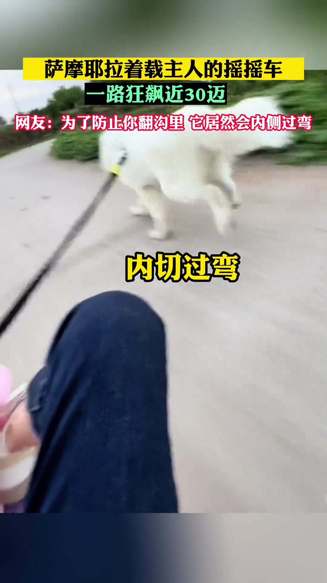 你猜为啥它叫雪橇四傻！萨摩耶拉车速度直接到30迈！