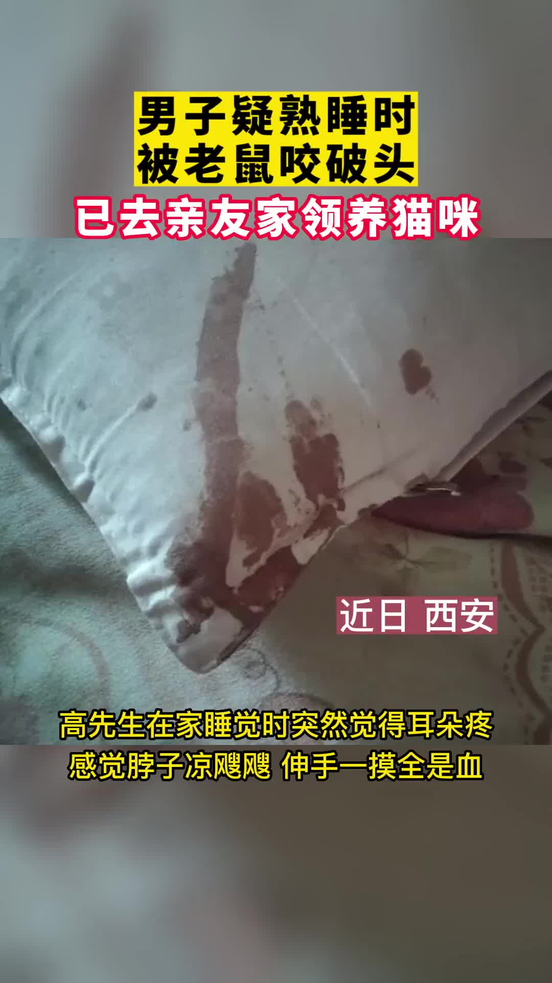 老鼠都狂成这样了别买猫了，去酒店住两天安排个大清扫吧