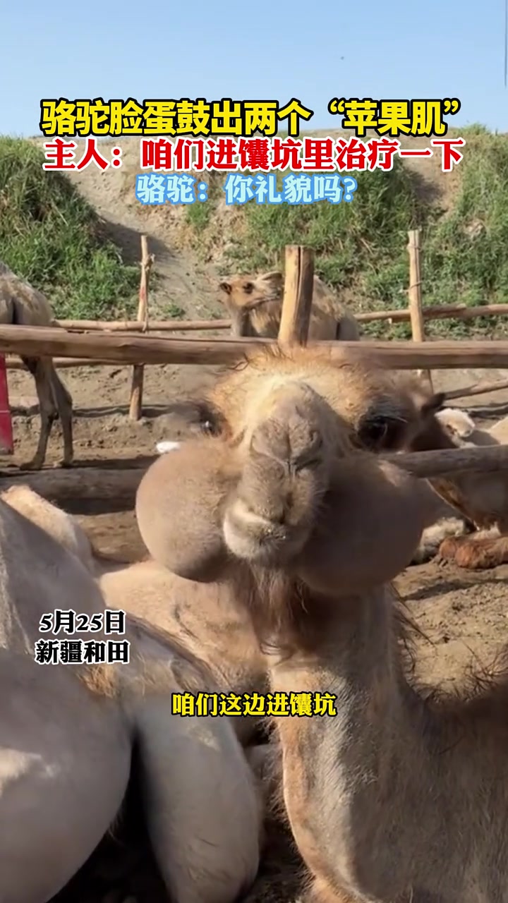 骆驼也医美骆驼脸蛋鼓出两个“苹果肌”！