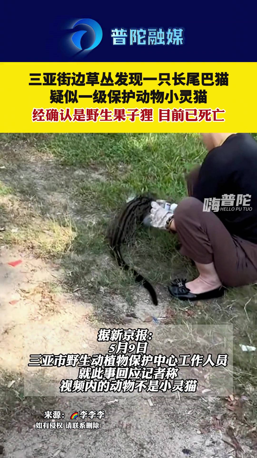 原来大名鼎鼎的果子狸长这样啊！可惜还是死了！