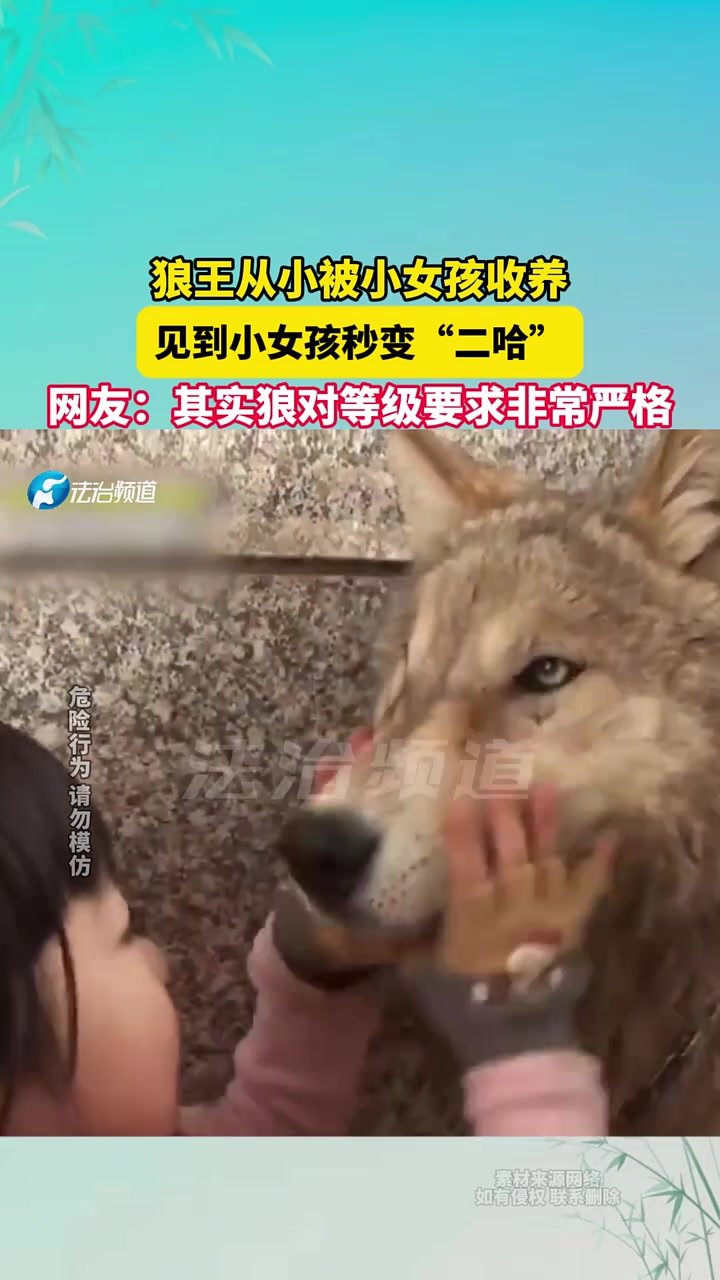 狼王从小被小女孩收养，见到小女孩秒变“二哈”！