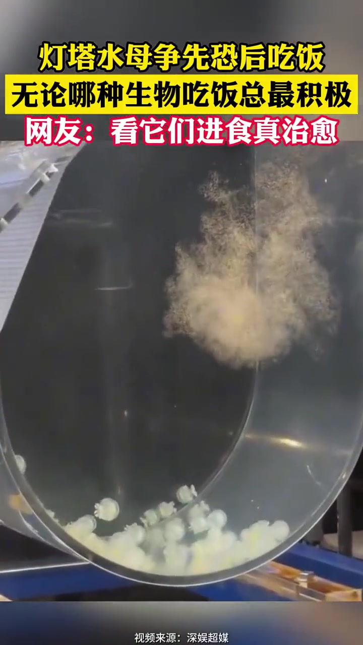水母吃饭的样子你们见过吗治愈一下！