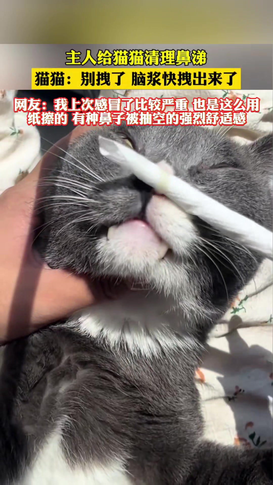 别拽了，脑浆快拽出来了！