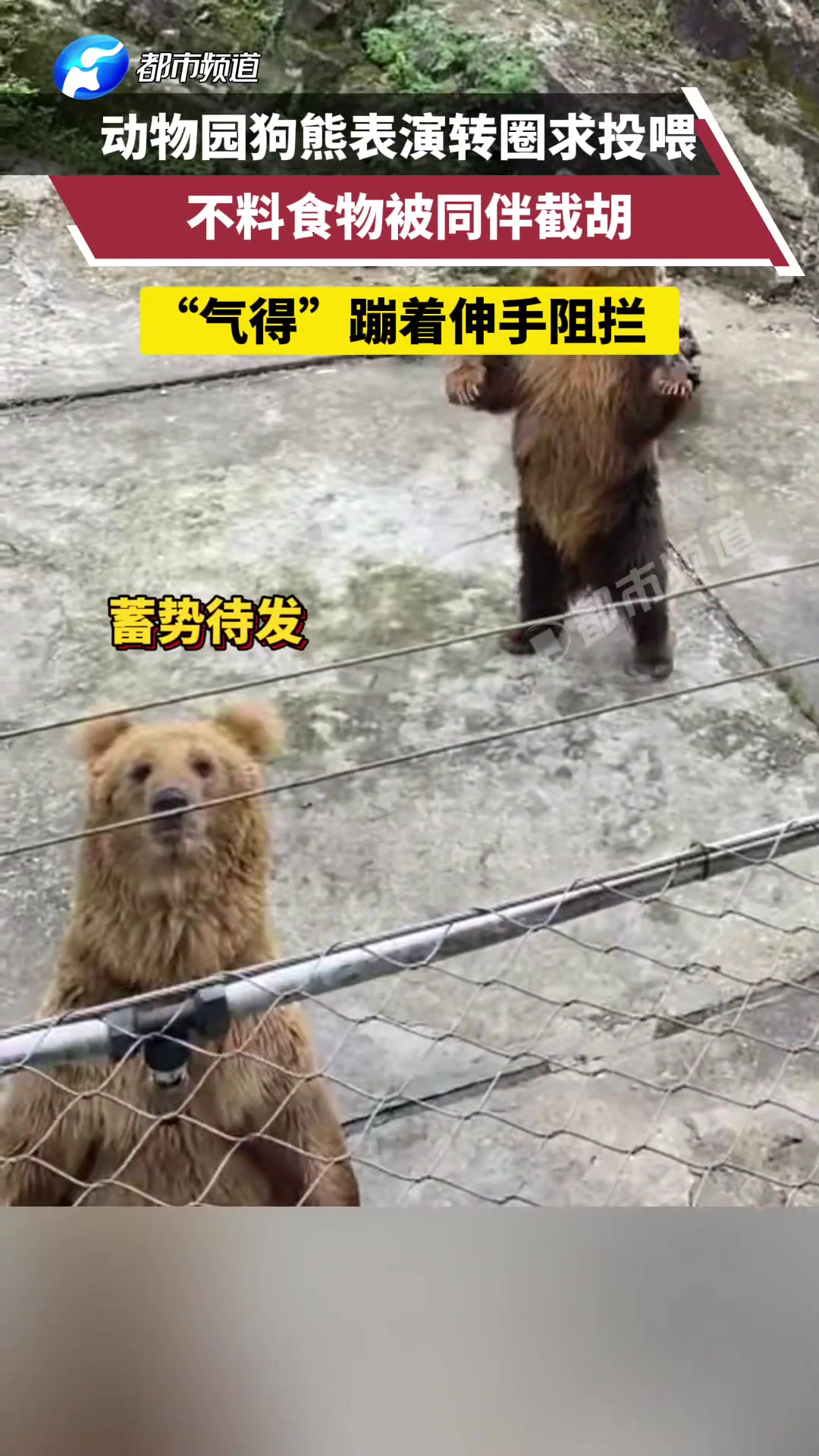 动物园狗熊表演转圈求投喂不料被同伴截胡“气得”蹦着伸手阻拦