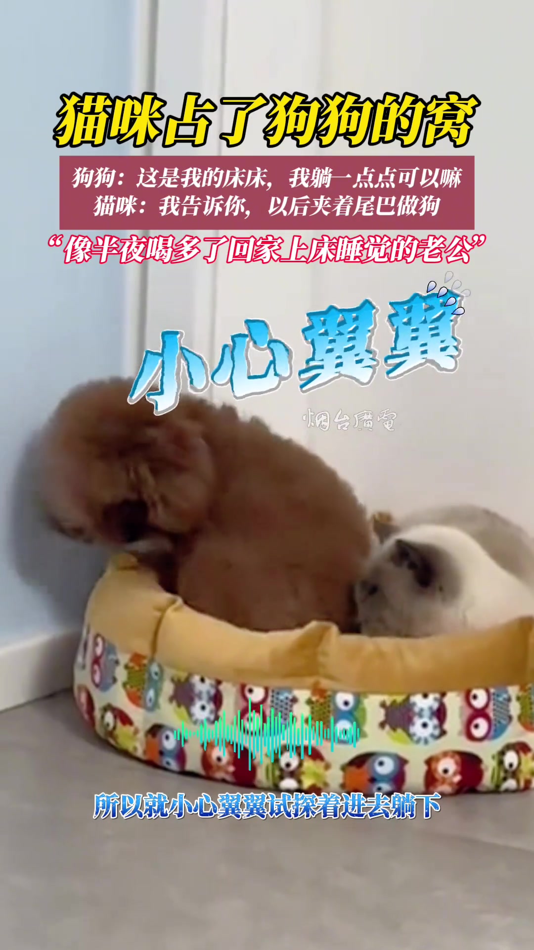 当猫咪霸占了狗狗的窝狗狗的反应笑翻了