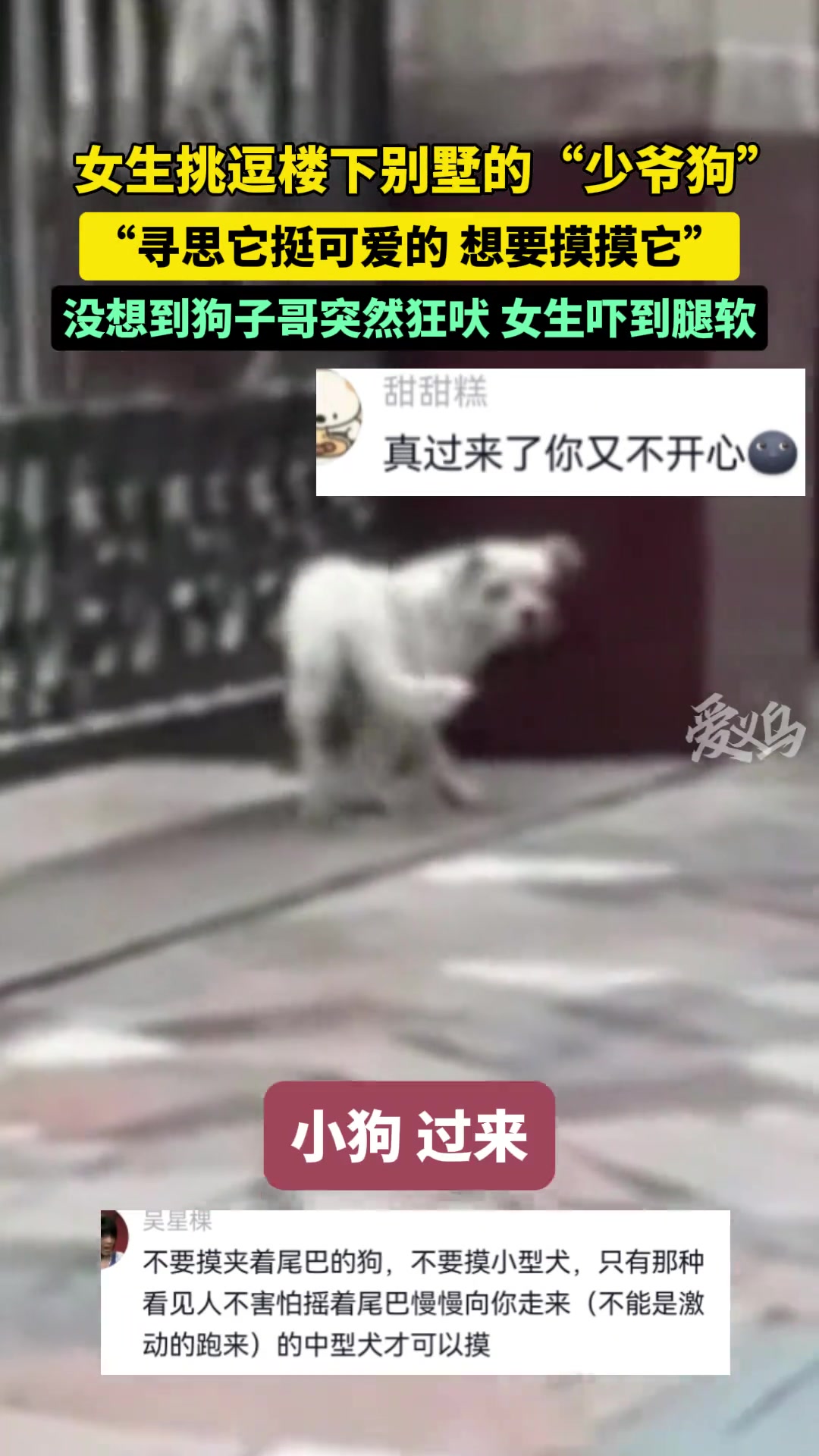 女生挑逗“少爷狗”没想到下一秒被狗子哥给“教训”了