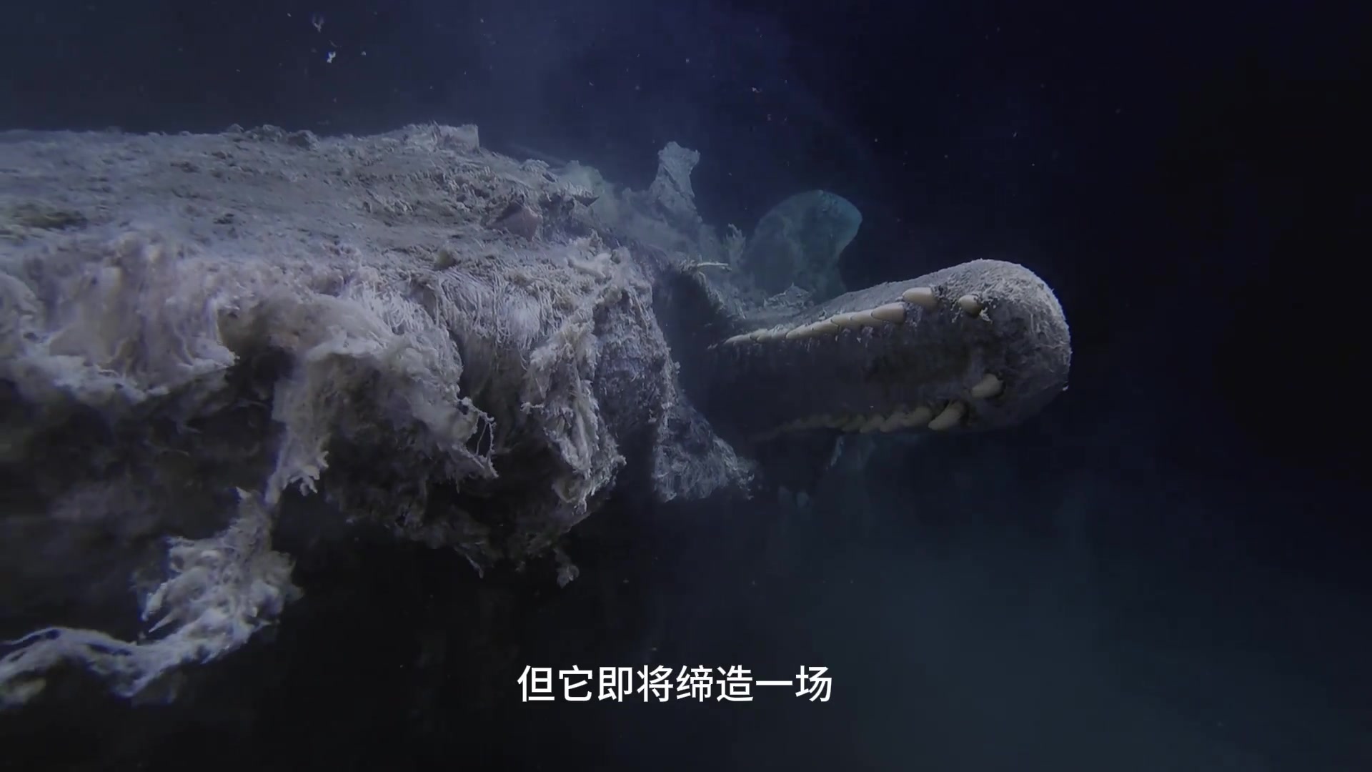 几十吨的鲸鱼死亡，造就了一场非凡的哀歌与庆典
