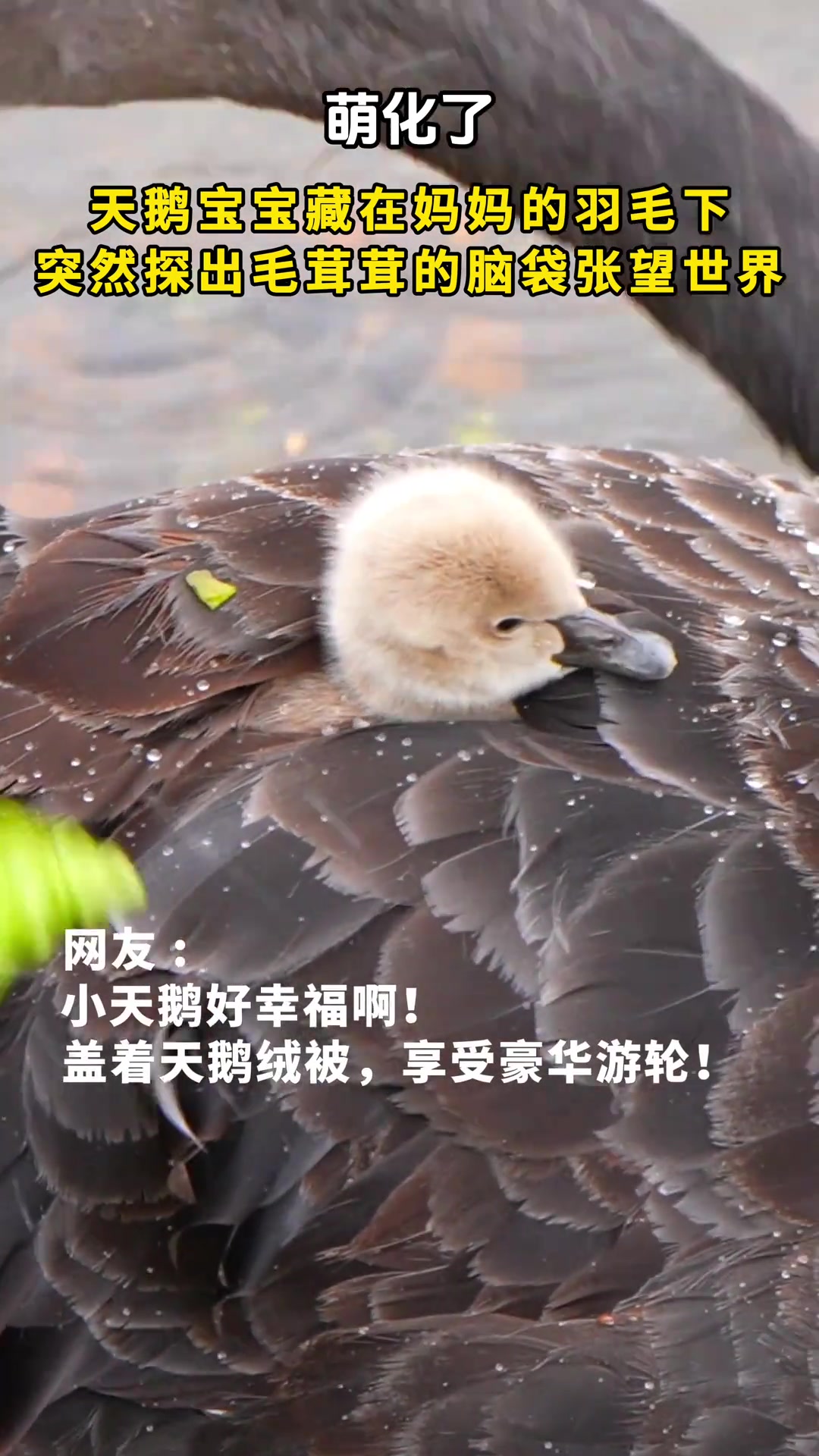 母亲的港湾最安全！