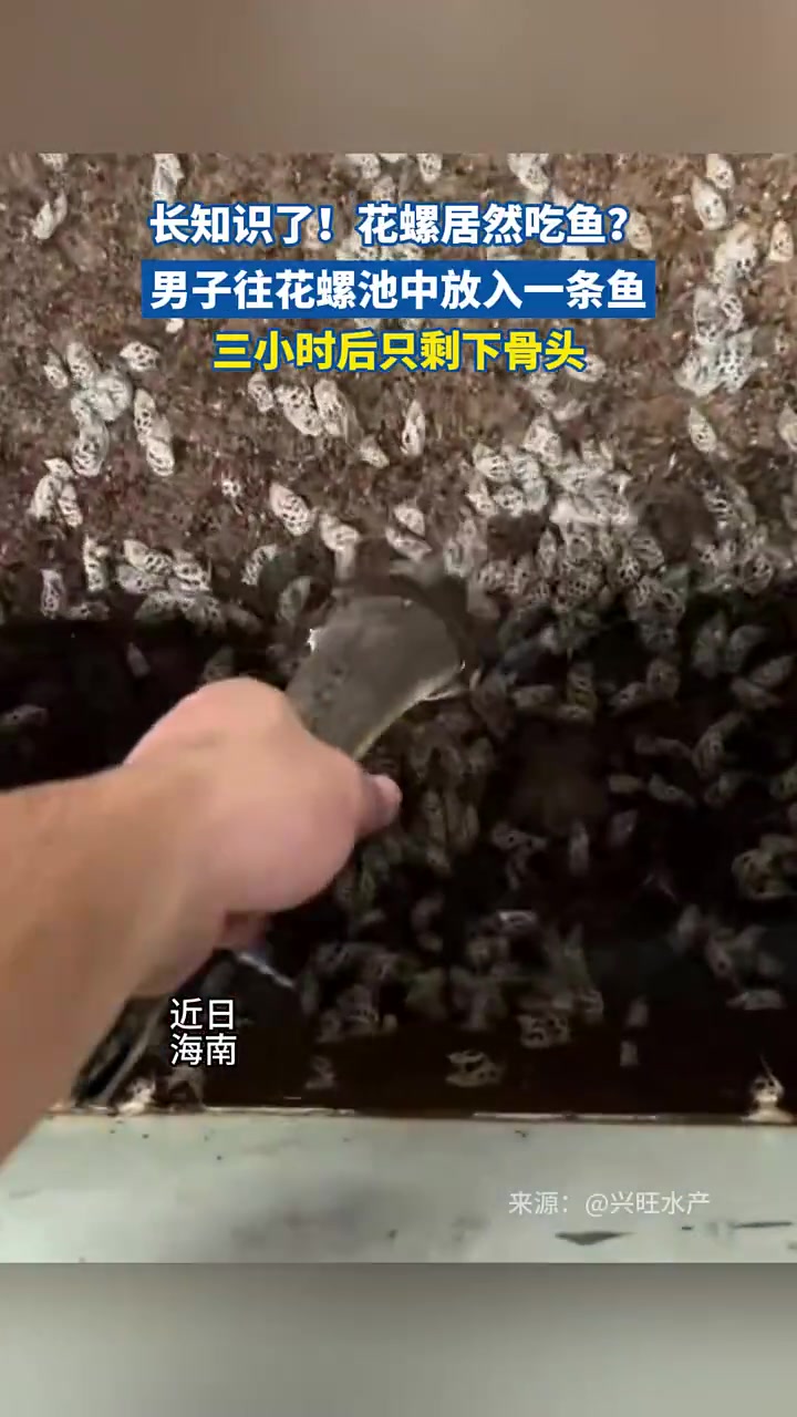 这真的是螺吃的鱼吗！！！