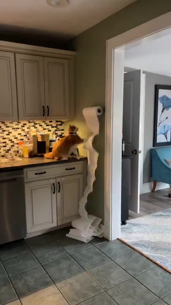 猫猫玩纸玩的不亦乐乎，主人：大不了下次拿它来擦手擦屁股