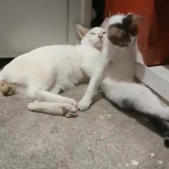 猫：等会儿，你这一脚好像给我踹半身不遂了
