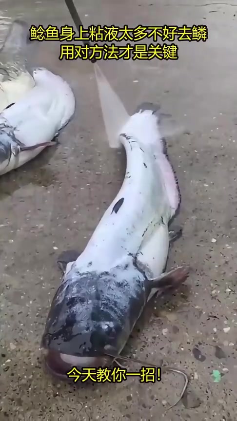 原来用高压水枪可以去除鲶鱼身上的粘液