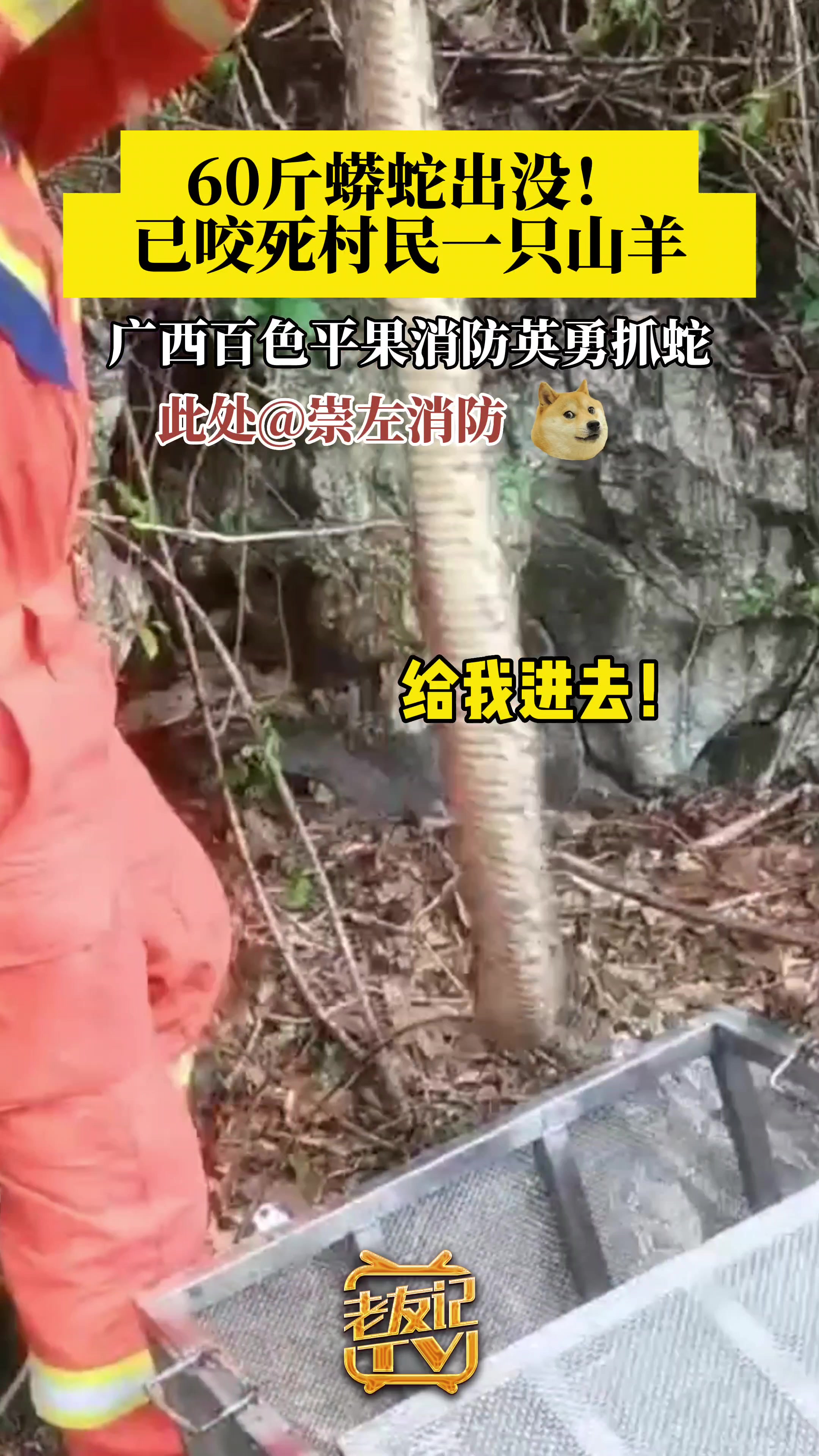 60斤蟒蛇出没，咬死了村民家中的一只山羊！！