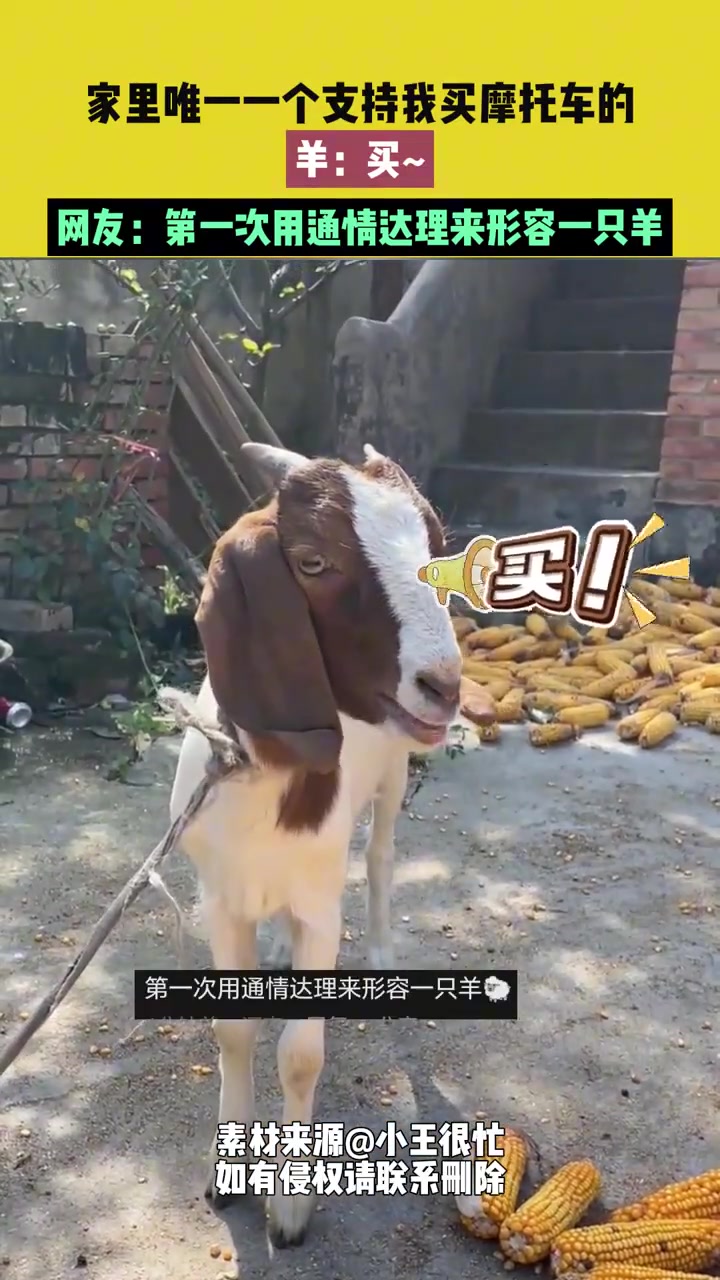 家里唯一一个支持我买摩托车的羊：买